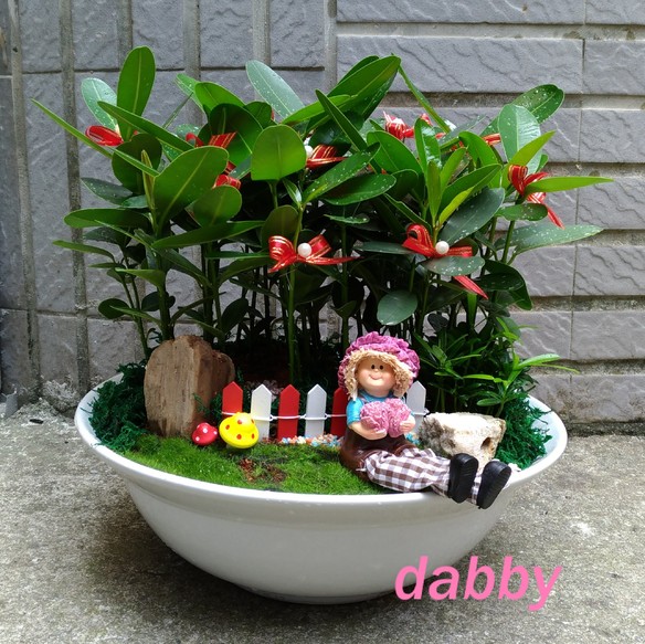 C064 福木桌上型盆栽開運盆栽組合盆栽台北花店黛比花屋 產品詳情 鏡花緣花坊